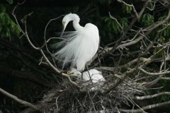 サギのコロニ-の様子