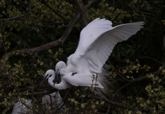 サギのコロニ-の様子