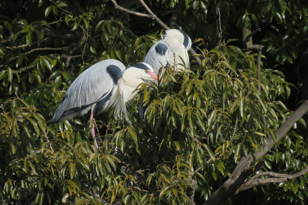 サギのコロニ-の様子