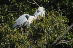 サギのコロニ-の様子