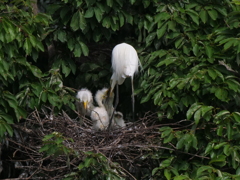 サギのコロニ-の様子
