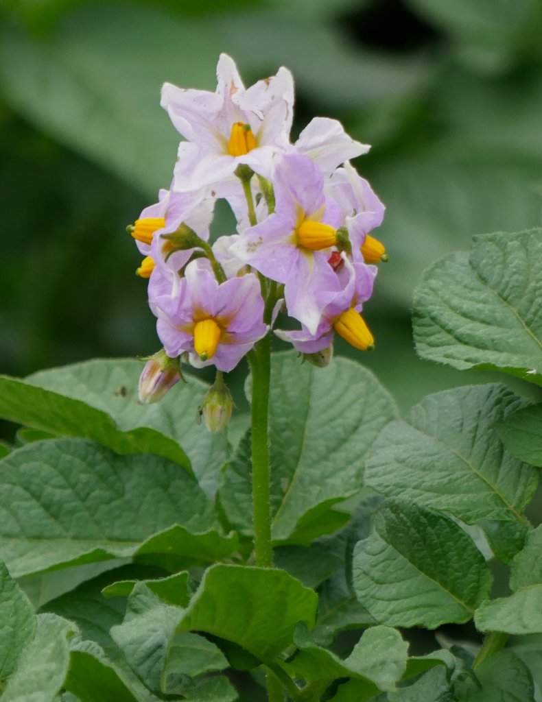 ジャガイモの花