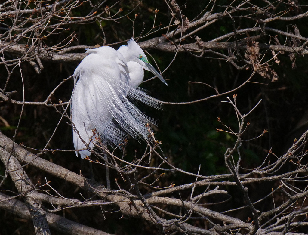 サギのコロニ-の様子