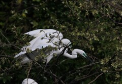 サギのコロニ-の様子