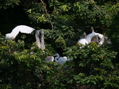 サギのコロニ-の様子