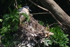 サギのコロニ-の様子