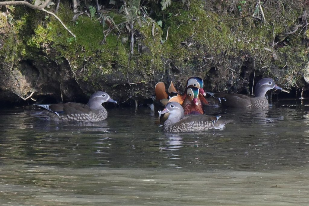 サギのコロニーの様子