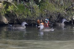 サギのコロニーの様子