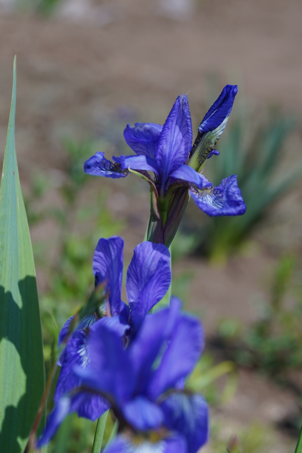 LENSBABY Twist60