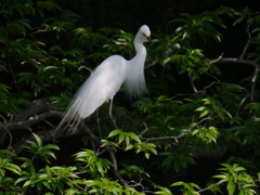 サギのコロニ-の様子