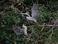 サギのコロニーの様子