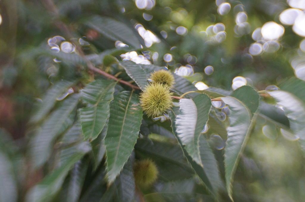 Lensbaby Sweet35