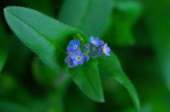 レンズベィビィ試写