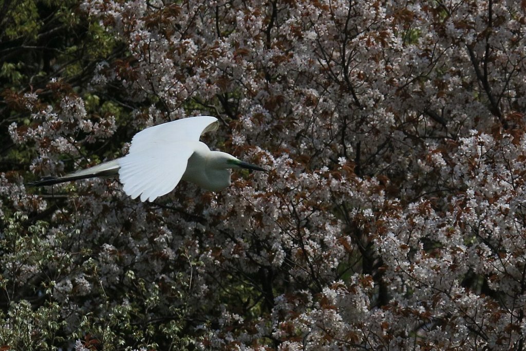 サギのコロニ-の様子