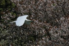 サギのコロニ-の様子