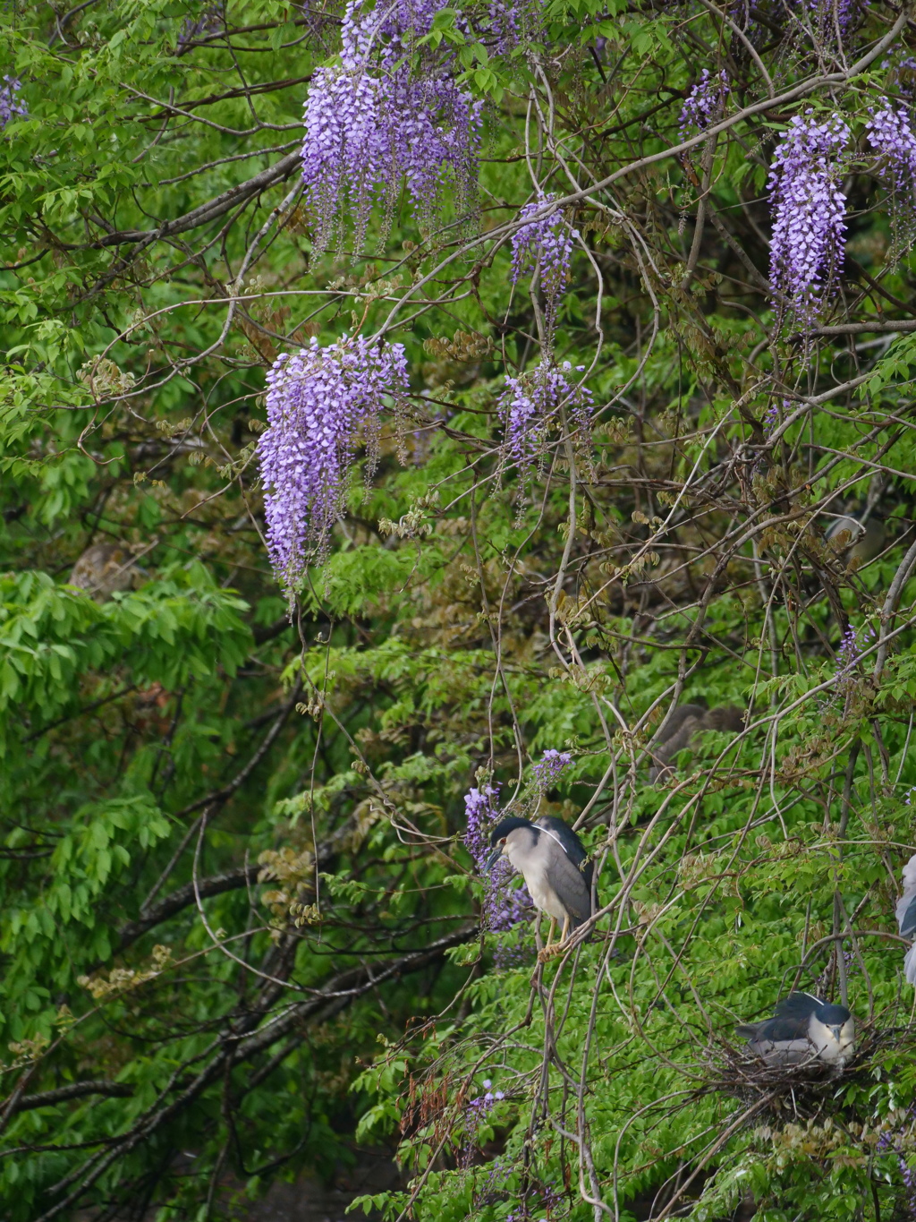 サギのコロニ-の様子