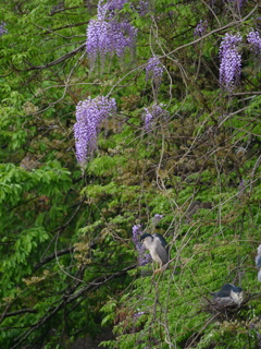 サギのコロニ-の様子
