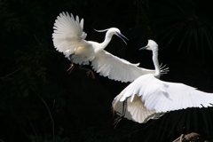 サギのコロニ-の様子