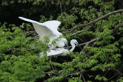 サギのコロニ-の様子（恋の季節）