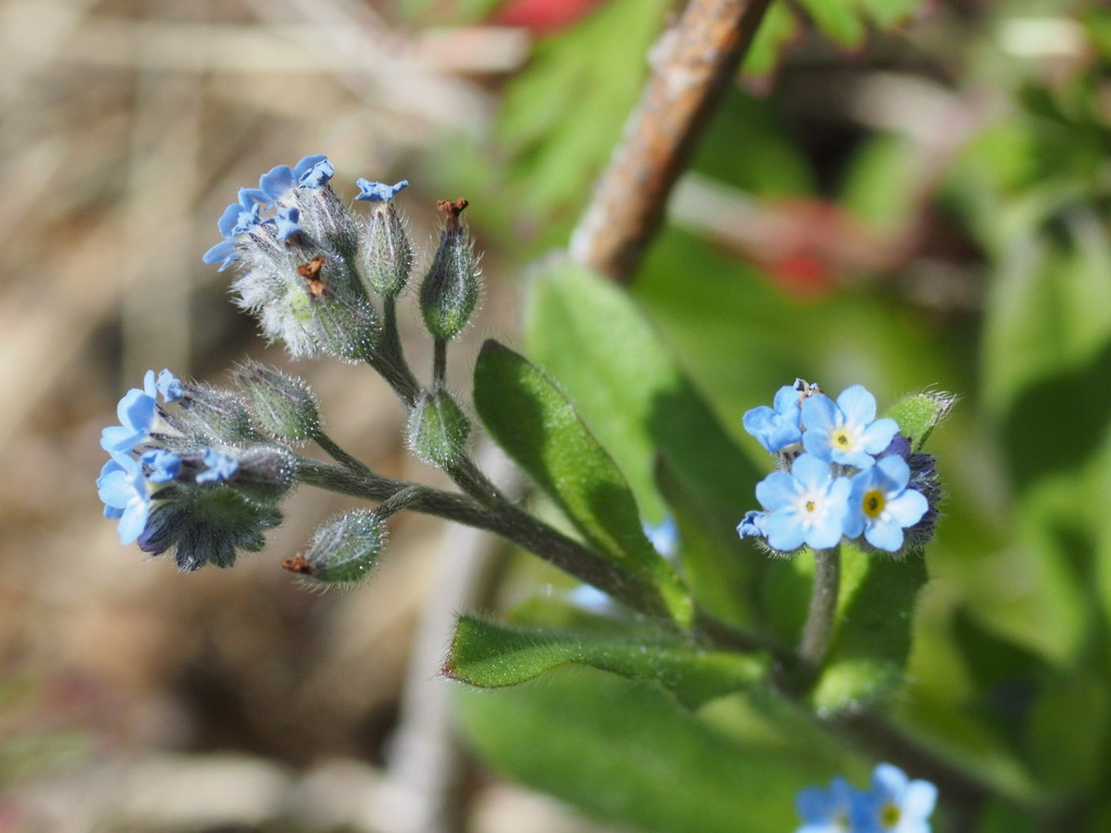 オールドレンズ試写