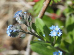オールドレンズ試写