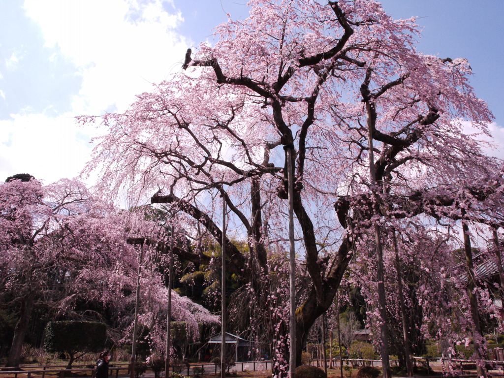 山武市長光寺の桜