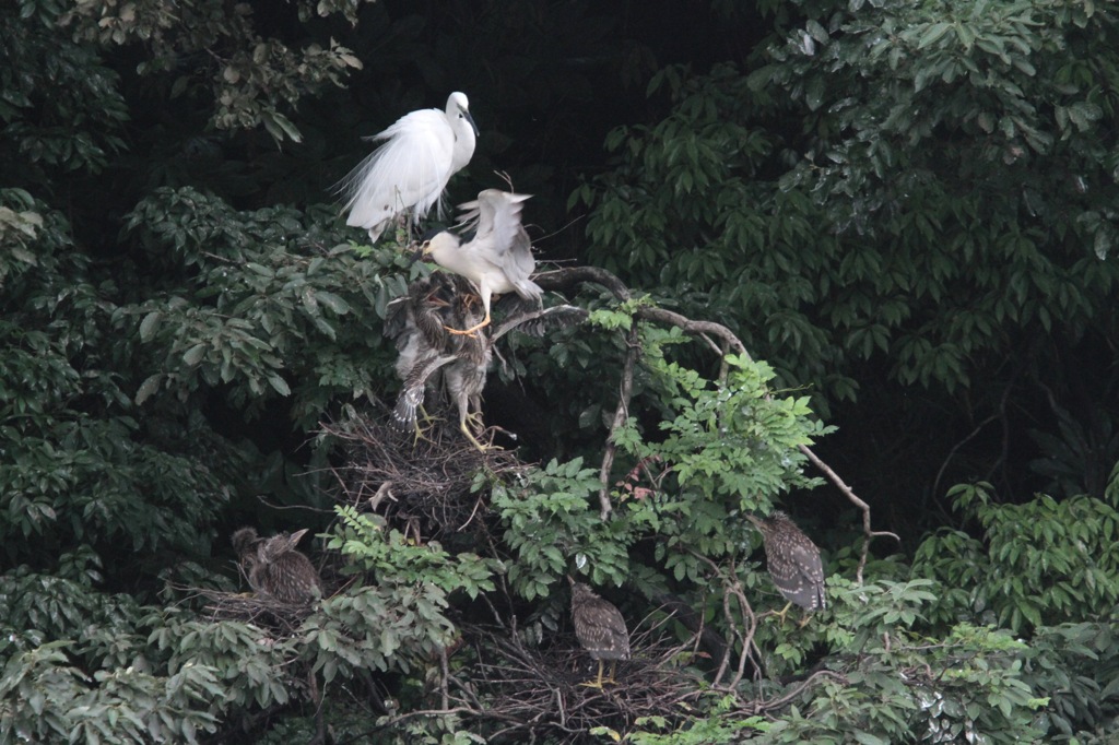 ゴイサギの餌やり