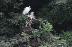 ゴイサギの餌やり