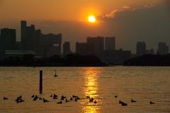 お台場の夕日