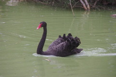 西オーストラリア　黒鳥