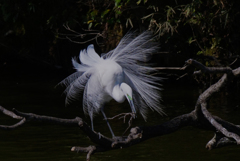 サギのコロニ-の様子