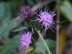 EL-NIKKOR 50mm　試写