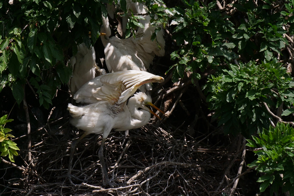 サギのコロニ-の様子