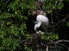 サギのコロニ-の様子