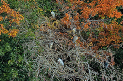 家の近くの池の状況