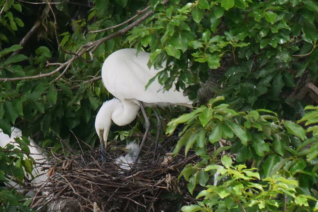 サギのコロニ-の様子