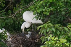 サギのコロニ-の様子