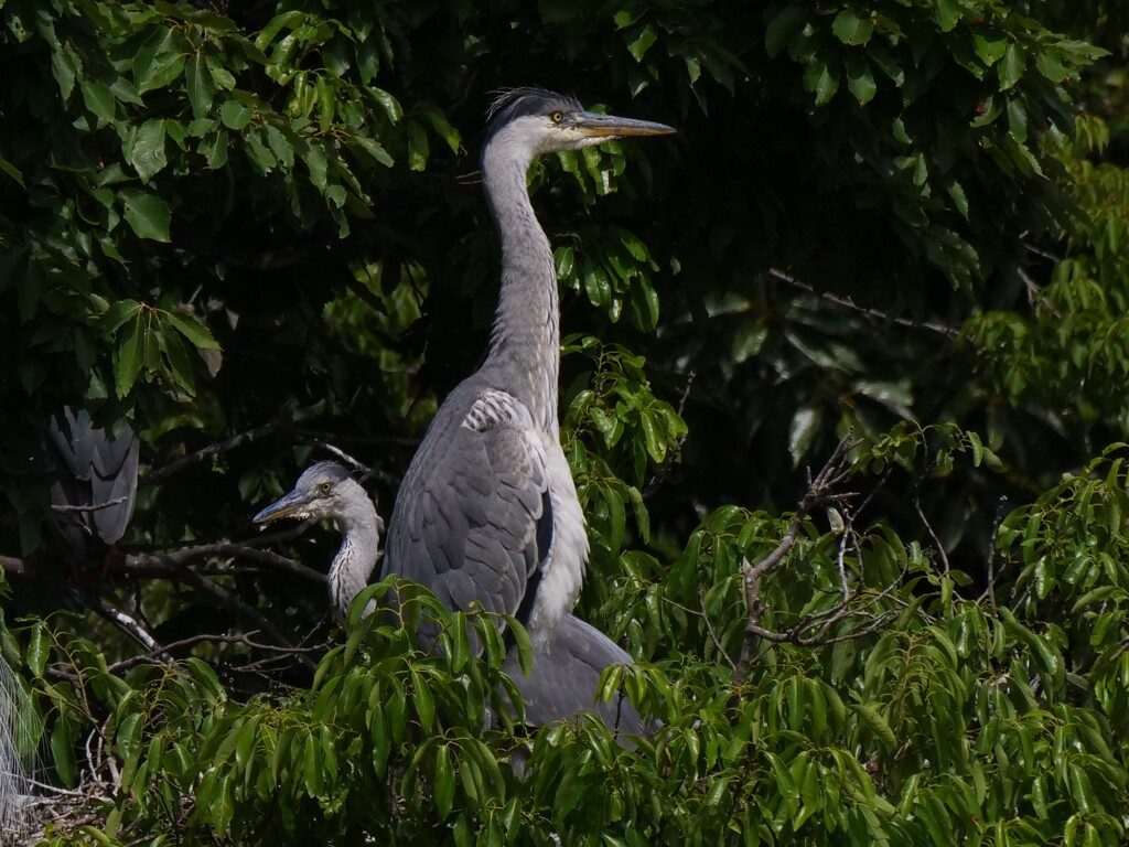 サギのコロニ-の様子