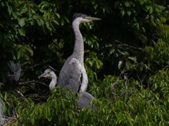 サギのコロニ-の様子