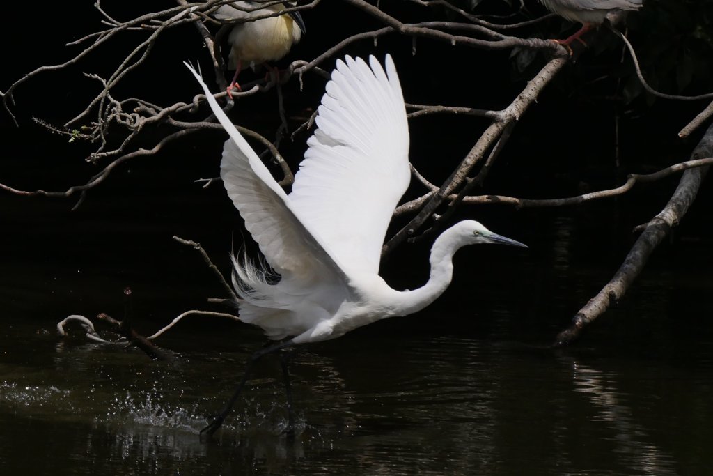 サギのコロニ-の様子