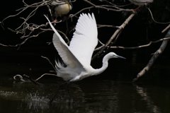 サギのコロニ-の様子