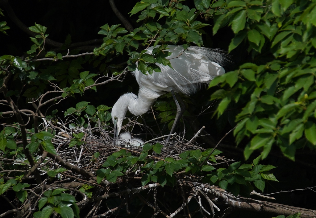 サギのコロニ-の様子