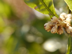 LENSBABY　ダブルグラス