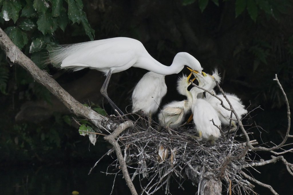 サギのコロニ-の様子