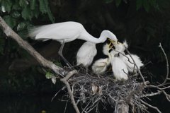 サギのコロニ-の様子