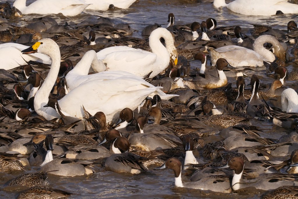 印西市本埜の白鳥
