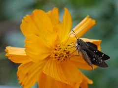 EL-NIKKOR 50mm　試写