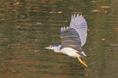 家の近くの池の状況