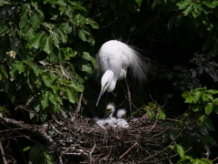 サギのコロニ-の様子