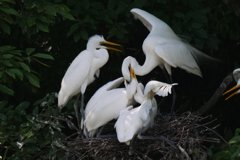 サギのコロニ-の様子